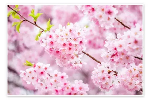 Cerezo japonés en primavera de Jan Christopher Becke