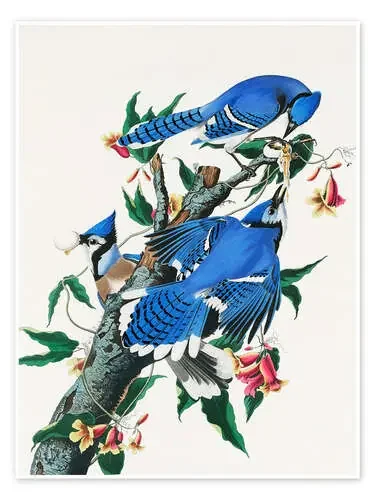 Chara azul de John James Audubon Master Collection
