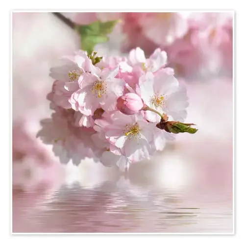 cherry blossom de Atteloi