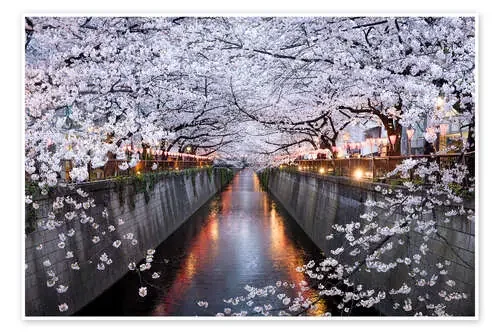 Cherry blossoms in spring in Nakameguro, Tokyo, Japan de Jan Christopher Becke