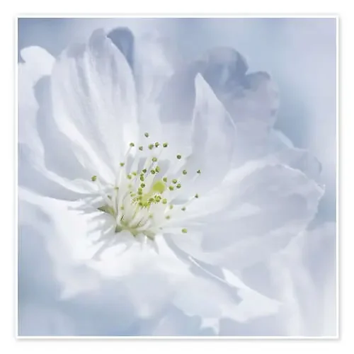 Cherry Blue de Atteloi