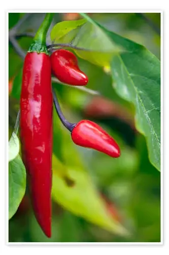 Chili Peppers (Capsicum annum) de Maria Mosolova Science Photo Library