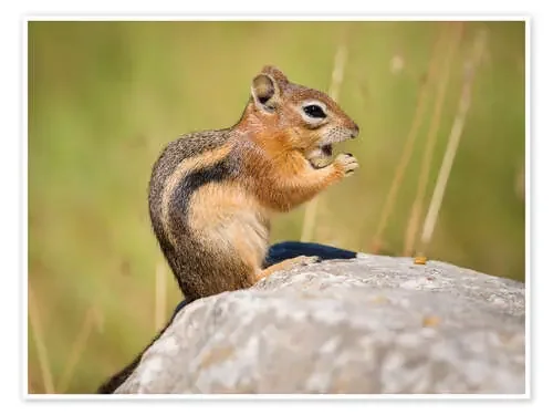chipmunk de Denis Feiner