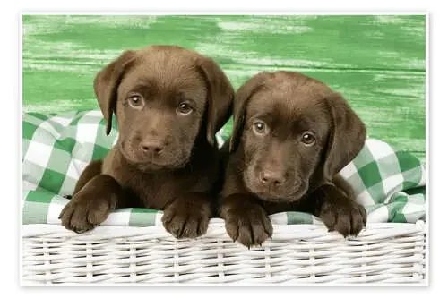 Chocolate Labrador puppies de Greg Cuddiford MGL Licensing