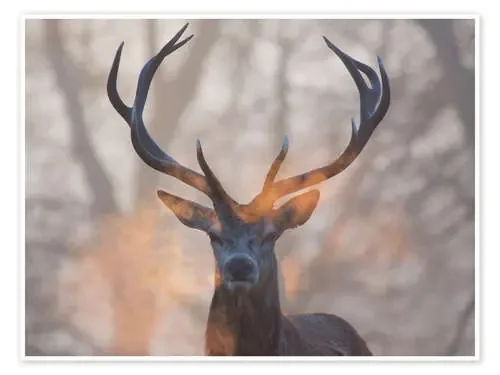 Ciervo al amanecer en Richmond park de Alex Saberi