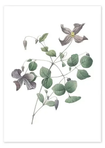 Clematis de Pierre Joseph Redouté Master Collection