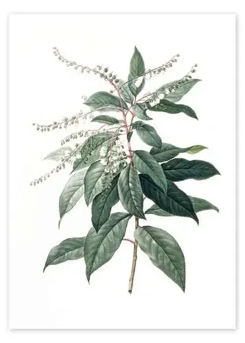 Clethra Arborea de Pierre Joseph Redouté Bridgeman Images