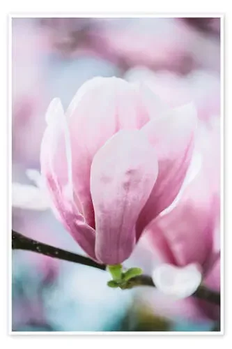 Closeup of blossoming magnolia in spring de Peter Wey
