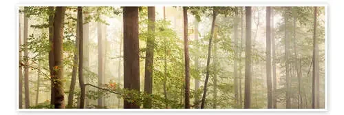 cloud forest de Bettina Dittmann