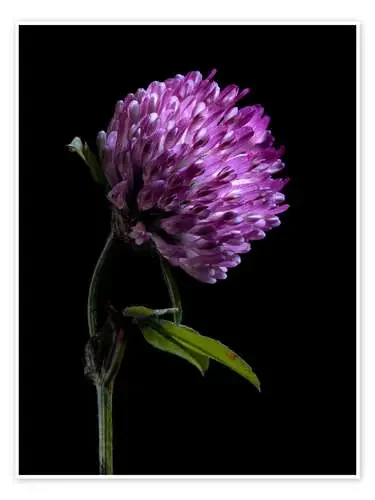 Clover Flower II de Nailia Schwarz
