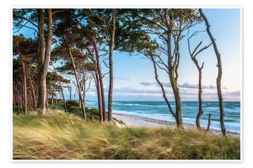 Coastal Forest and Beach at the Baltic Sea de Sascha Kilmer