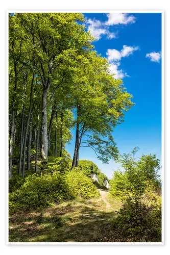 Coastal forest on the island Ruegen in Germany de Rico Ködder