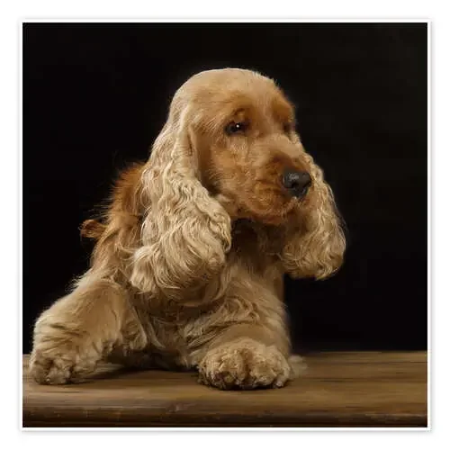 Cocker Spaniel I de Heidi Bollich