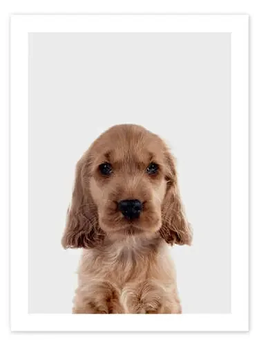 Cocker Spaniel Puppy de Animal Kids Collection Editors Choice