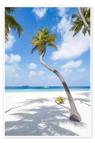 Coconut tree on the beach in Maldives de Jan Christopher Becke