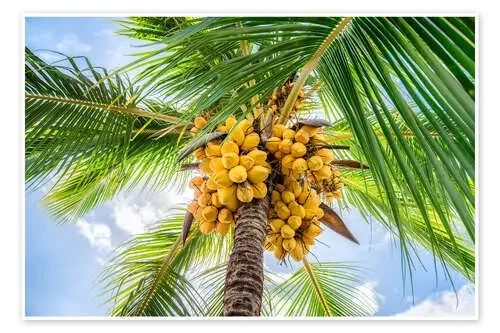 Coconut trees with coconuts de Jan Christopher Becke