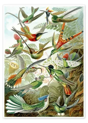 Colibríes, Trochilidae (Obras de arte de la naturaleza, 1899) de Ernst Haeckel Master Collection