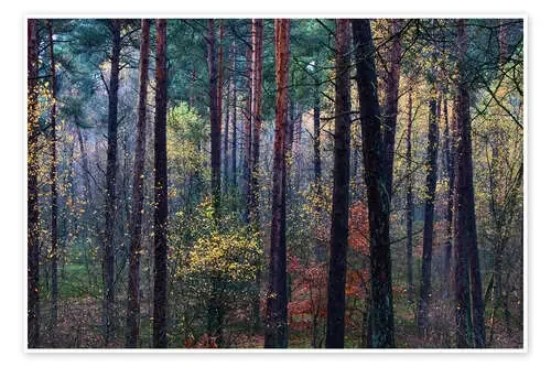 Colorful autumn forest de Mark Scheper