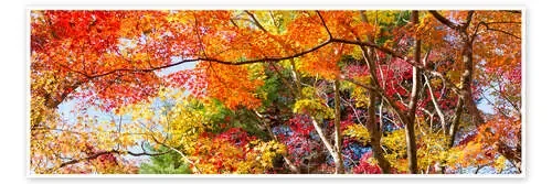 Colorful forest in autumn as Panorama de Jan Christopher Becke