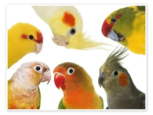 Colorful parakeets Editors Choice