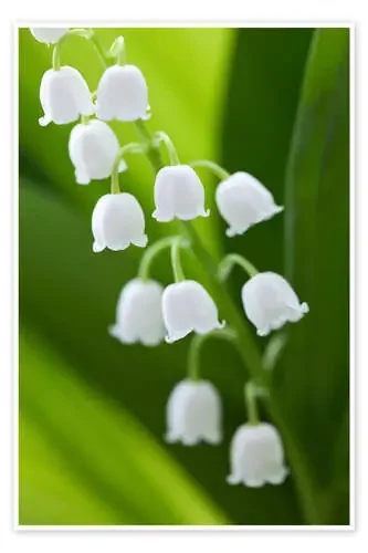 Convallaria majalis Editors Choice