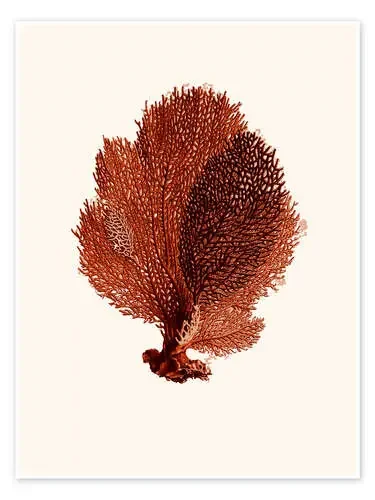 Coral rojo, abanicos de Patruschka