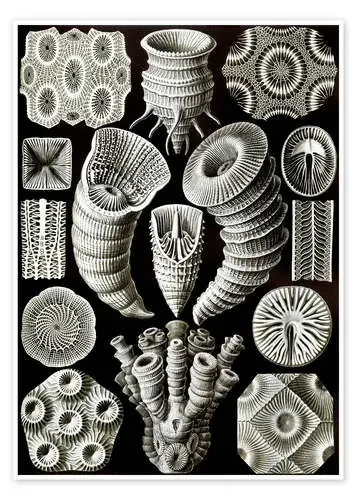 Corales rugosos, Tetracoralla (Obras de arte de la naturaleza, 1899) de Ernst Haeckel Master Collection