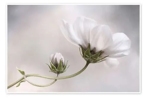 Cosmos Charm de Mandy Disher