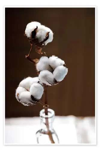Cotton flower on brown background Editors Choice