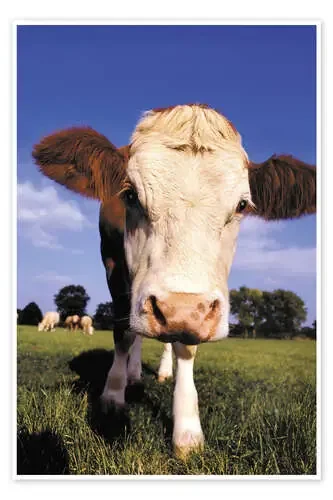 Cow face de Greg Cuddiford MGL Licensing