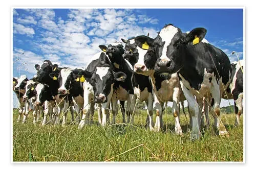 cows de Marcel Schauer