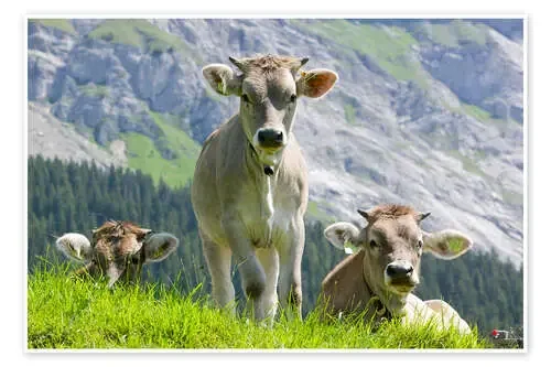 Cows in an alpine pasture de Ashley Cooper Science Photo Library