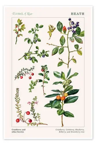 Cranberry and other berries de Elizabeth Rice Bridgeman Images