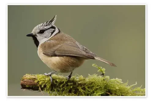 Crested Tit in Moos de Uwe Fuchs