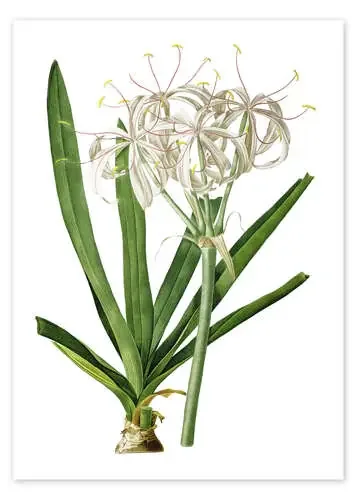 Crinum Americanum de Pierre Joseph Redouté Bridgeman Images