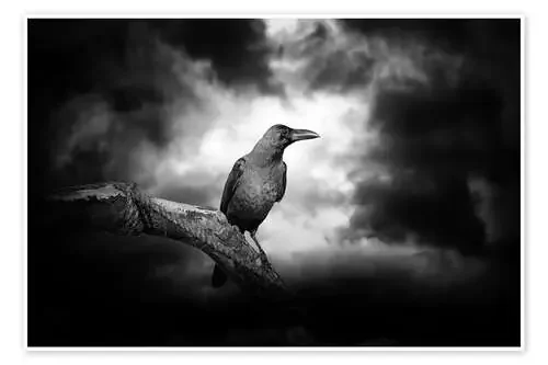 Cuervo en la luz de la luna Editors Choice