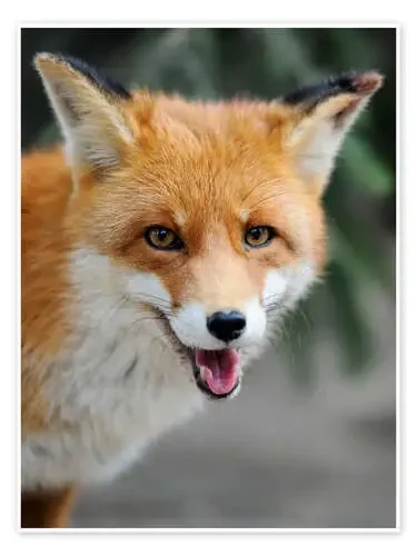 Curious fox Editors Choice