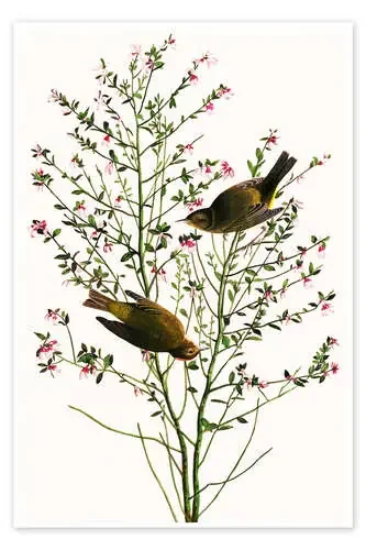 Curruca de John James Audubon akg-images