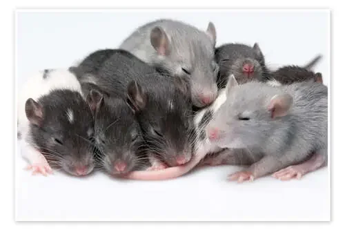 cute baby rats resting Editors Choice