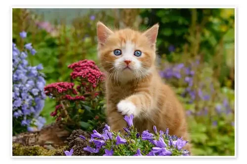 Cute ginger kitten in a flowery garden de Katho Menden
