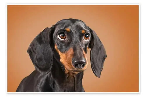 Dachshund looking Editors Choice