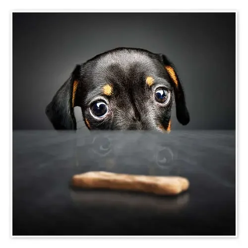 Dachshund puppy looking at out of reach treat de Johan Swanepoel