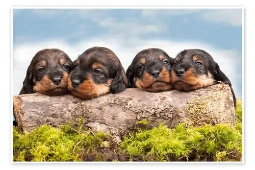 Dachshund puppy siblings de Monika Leirich