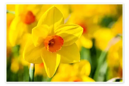 Daffodil de Jan Schuler