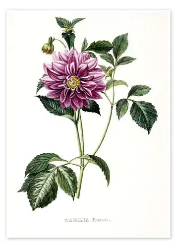 Dahlia Rosea de French School Bridgeman Images