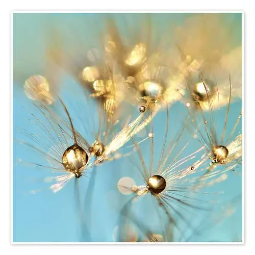 Dandelion and pearls de Julia Delgado
