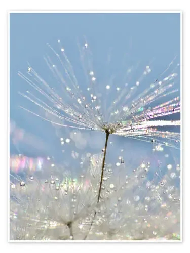 Dandelion Crystal de Julia Delgado