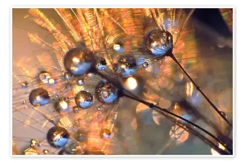 Dandelion dew drops II de Julia Delgado