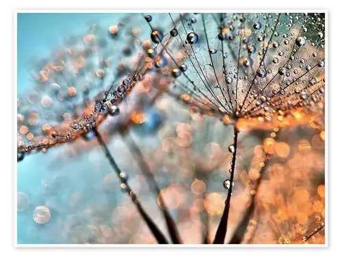 Dandelion reflections de Julia Delgado