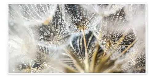 Dandelion Spirit de Julia Delgado